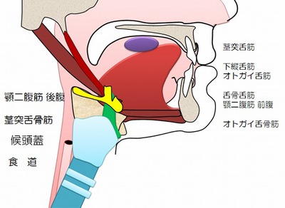 嚥下に関与する筋肉.jpg